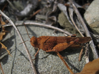 Brown grasshopper