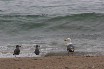 Point Reyes birds
