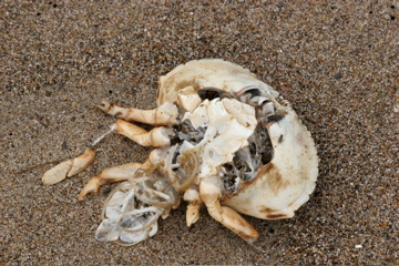 Point Reyes skeleton