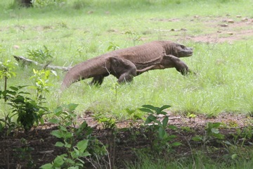 Komodo dragon