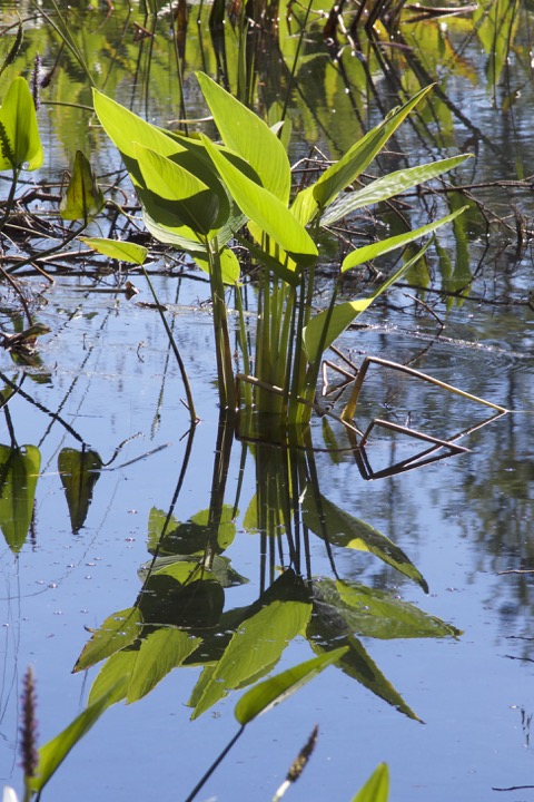 alligator flag